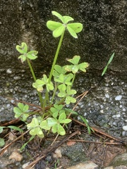 Oxalis pes-caprae