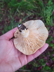 Lactarius alnicola