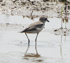Charadrius mongolus