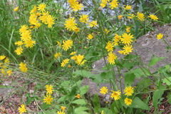 Hieracium lepidulum