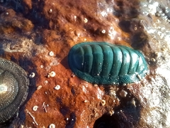 Chiton glaucus