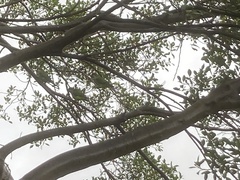 Myiopsitta monachus