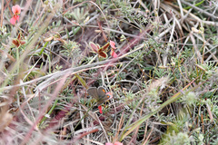 Freyeria trochylus