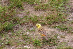 Emberiza citrinella caliginosa