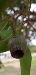 Corymbia calophylla