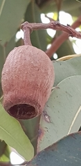 Corymbia calophylla