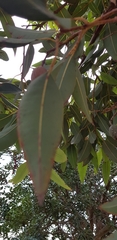 Corymbia calophylla