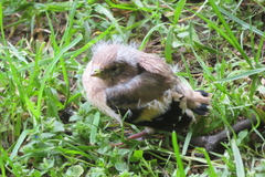 Carduelis carduelis britannica