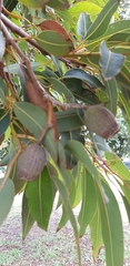 Corymbia calophylla