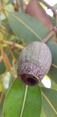 Corymbia calophylla