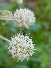 Sciara hemerobioides