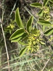 Vangueria macrocalyx