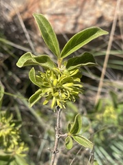 Vangueria macrocalyx