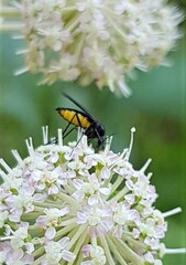 Sciara hemerobioides