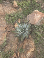 Aloe suprafoliata