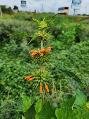 Leonotis