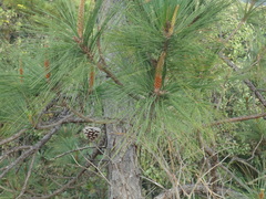 Pinus oocarpa