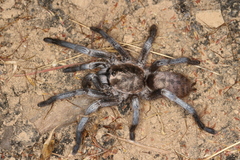 Ischnocolus jickelii