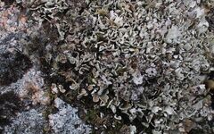 Cladonia subcervicornis