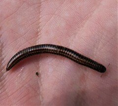 Ommatoiulus sabulosus