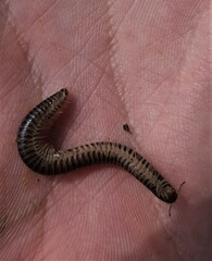 Ommatoiulus sabulosus