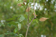 Clematis gouriana