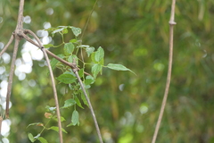Clematis gouriana