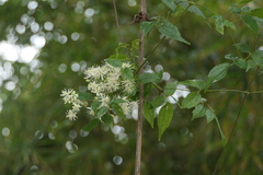 Clematis gouriana