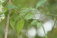 Clematis gouriana