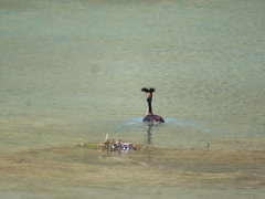 Podiceps cristatus australis