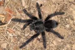 Monocentropus longimanus