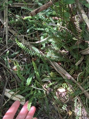 Blechnum penna-marina