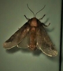 Doratifera oxleyi