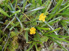 Hypericum pusillum