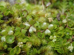 Hydrocotyle hydrophila