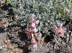 Astragalus arkalycensis