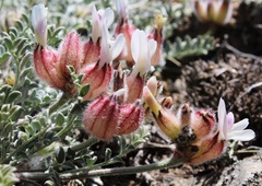 Astragalus arkalycensis
