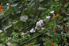 Ipomoea campanulata