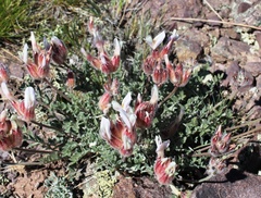 Astragalus arkalycensis