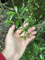 Coprosma ×cunninghamii
