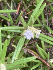 Salvia rosmarinus