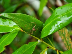 Viciria pavesii