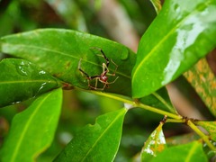 Viciria pavesii
