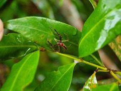 Viciria pavesii