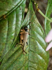 Caustogryllacris podocausta