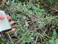 Coprosma ×cunninghamii