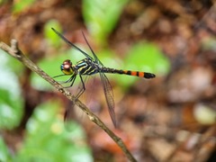 Agrionoptera sexlineata