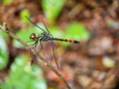 Agrionoptera sexlineata