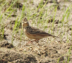 Alauda gulgula