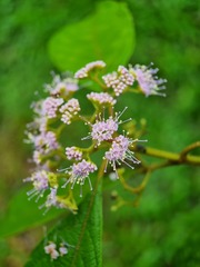 Callicarpa longifolia